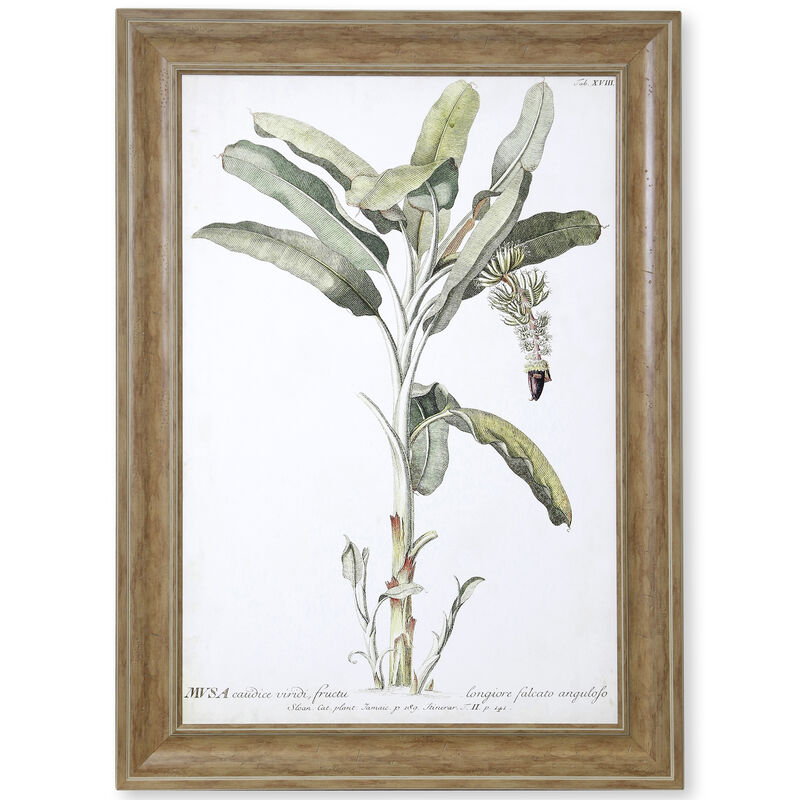 Banana Palm I Framed Print