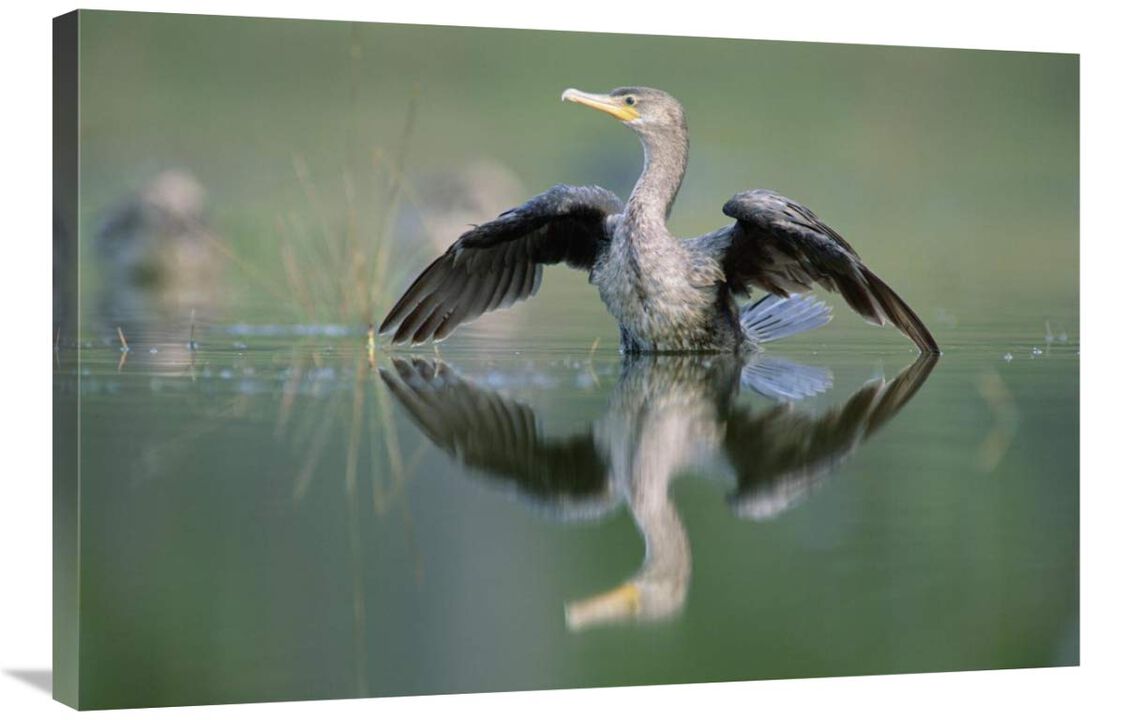 Double-crested Cormorant stretching its wings, North America-Canvas Art-36x24