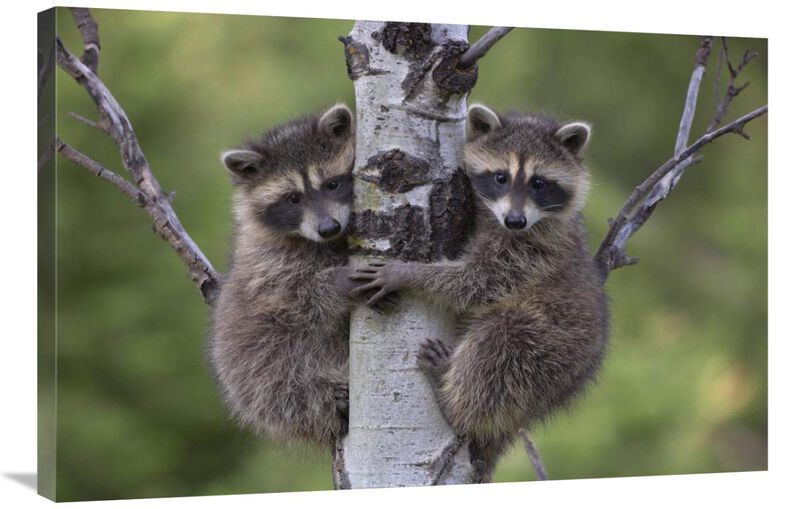 Raccoon two babies climbing tree, North America-Canvas Art-36x24