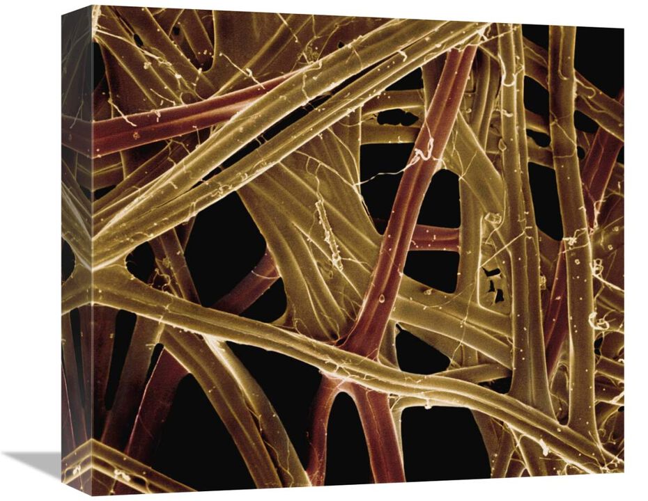 Spanish Moon Moth (Graellsia isabellae) cocoon silk fibers at 105x magnification-Canvas Art-16x14.08