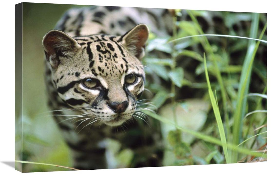 Ocelot portrait, Belize, Central America-Canvas Art-30x20