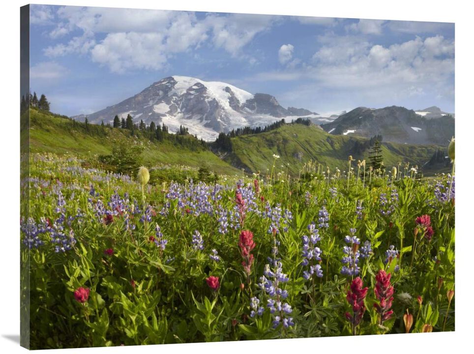 Paradise Meadow and Mount Rainier, Mount Rainier National Park, Washington-Canvas Art-40x30