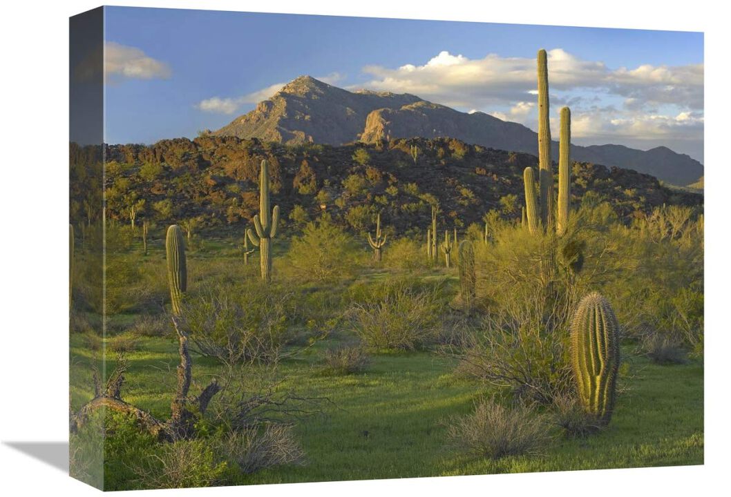 Saguaro Picacho Mountains, Picacho Peak State Park, Arizona-Canvas Art-16x12