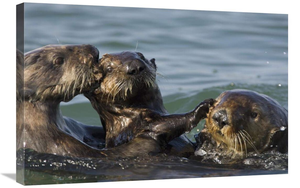 Sea Otter bachelor male chasing mother with three to six month old pup, Monterey Bay, California-Canvas Art-30x20