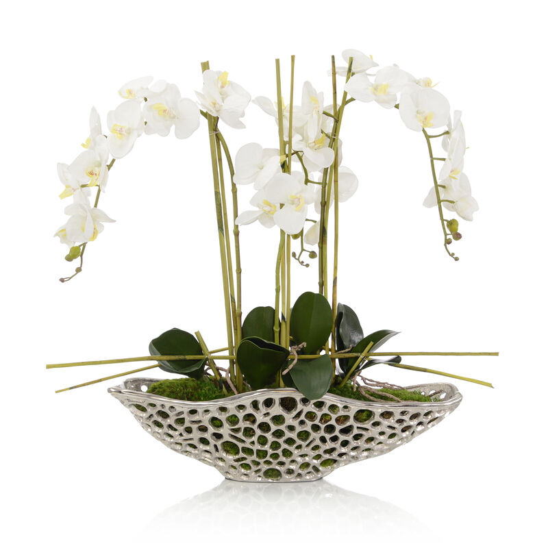 Orchid Display