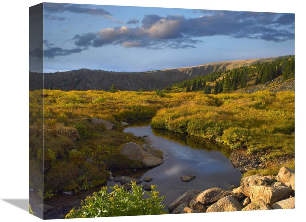 Black Hills landscape showing prairie and Ponderosa Pines South Dakota-Canvas Art-16x13.28