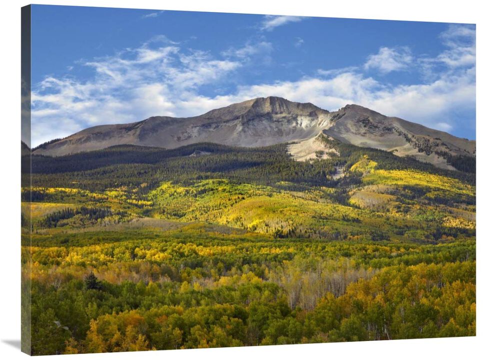 Aspen forest and East Beckwith Mountain, West Elk Wilderness, Colorado-Canvas Art-40x30