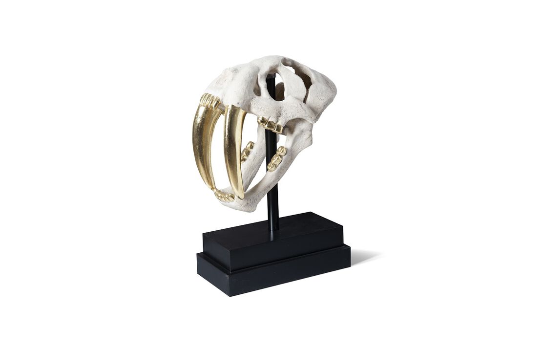 Saber Tooth Tiger Skull