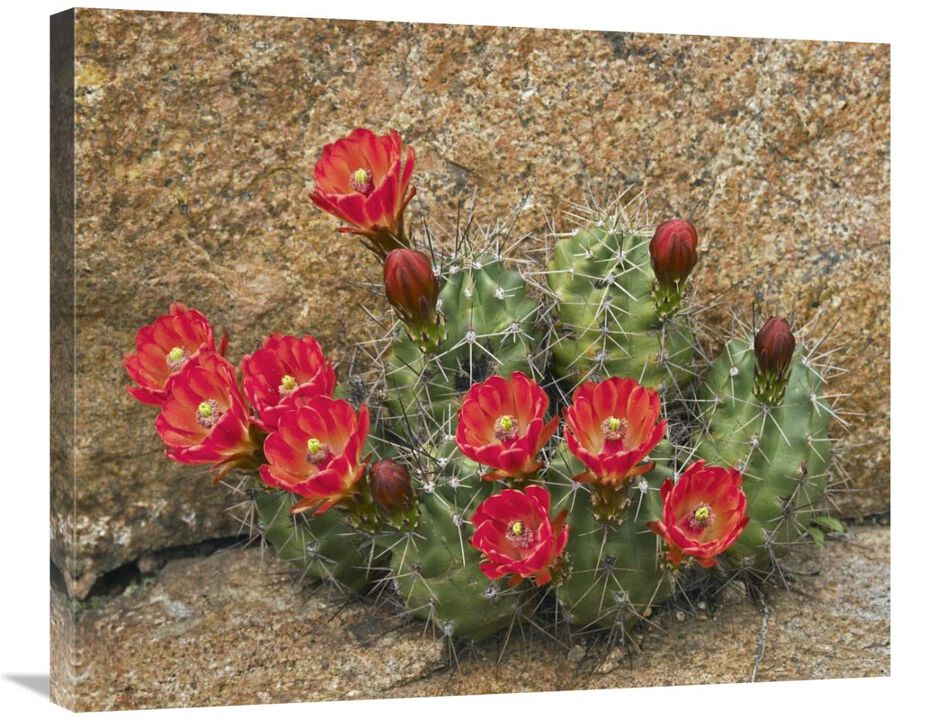 Claret Cup Cactus flowering, Utah-Canvas Art-30x24.9