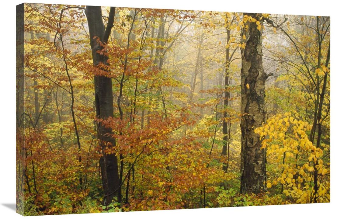 Mixed deciduous forest in autumn, Mill Brook, Vermont-Canvas Art-36x24
