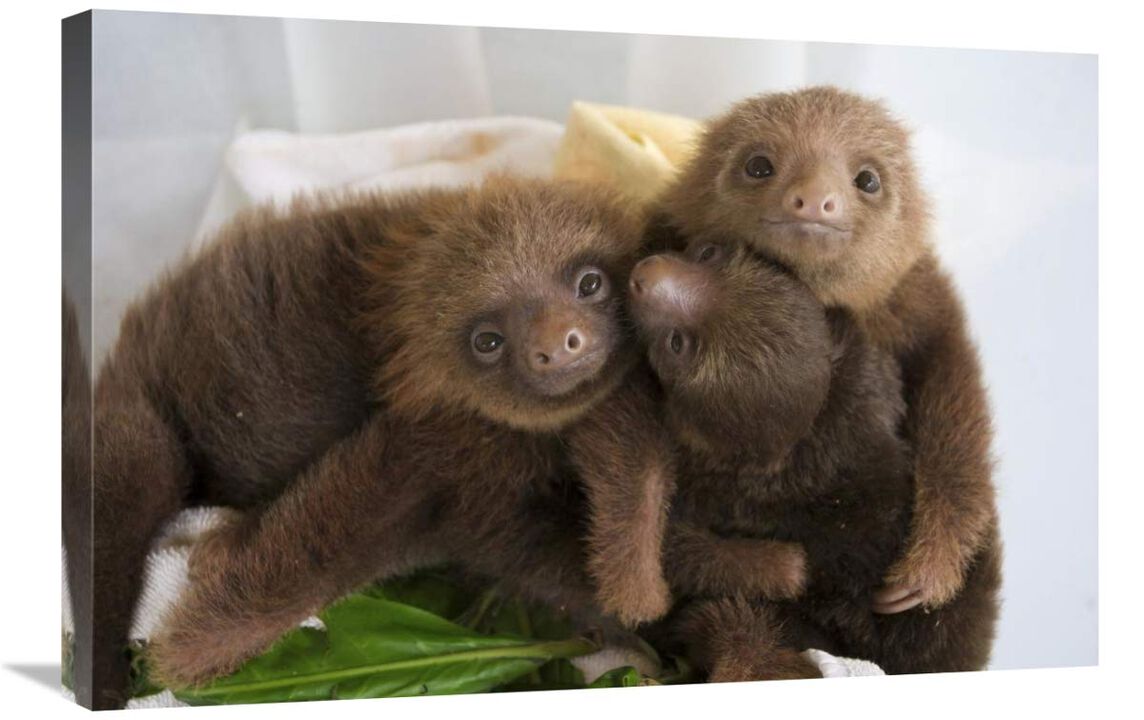 Hoffmanns Two-toed Sloth orphaned babies, Aviarios Sloth Sanctuary, Costa Rica-Canvas Art-30x20