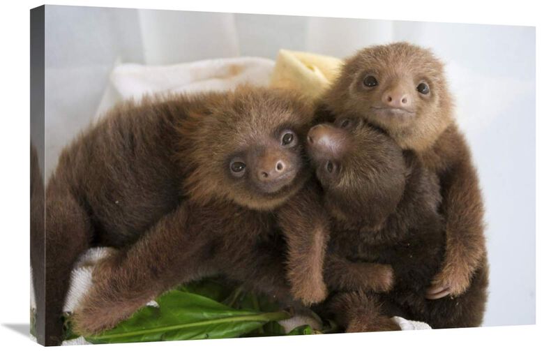 Hoffmanns Two-toed Sloth orphaned babies, Aviarios Sloth Sanctuary, Costa Rica-Canvas Art-30x20