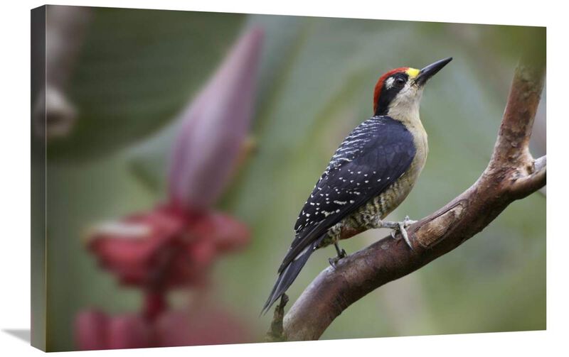 Black-cheeked Woodpecker male, Costa Rica-Canvas Art-30x20