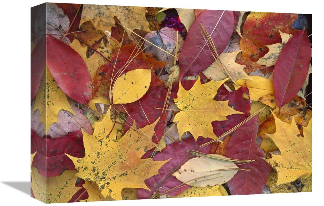 Fall-colored Maple, Sourwood and Cherry leaves, Great Smoky Mountains NP-Canvas Art-16x12