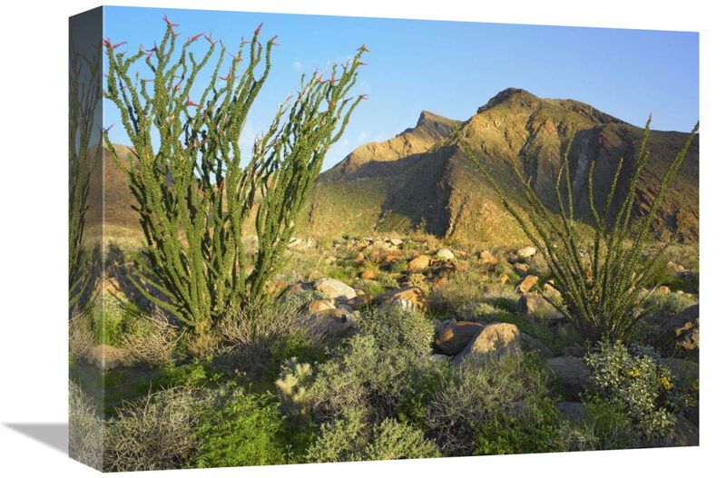 Ocotillo Borrego Palm Canyon, Anza-Borrego Desert State Park, California-Canvas Art-16x12