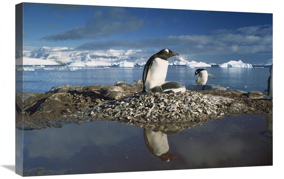 Gentoo Penguin parent on nest with chicks surrounded by flood water, Antarctic Peninsula-Canvas Art-30x20