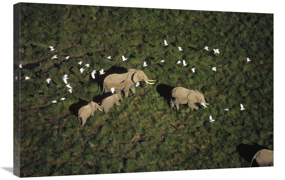 African Elephant parents and two calves with Cattle Egret flock, Kenya-Canvas Art-36x24