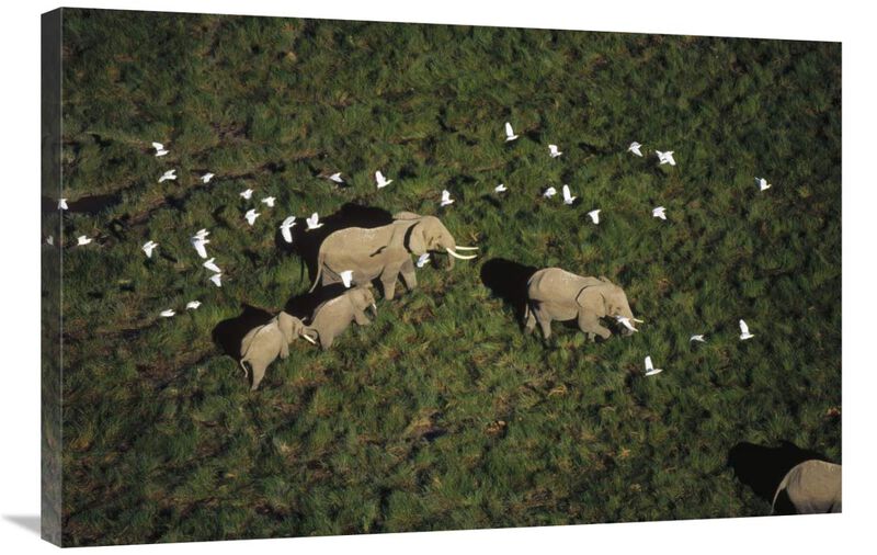 African Elephant parents and two calves with Cattle Egret flock, Kenya-Canvas Art-36x24