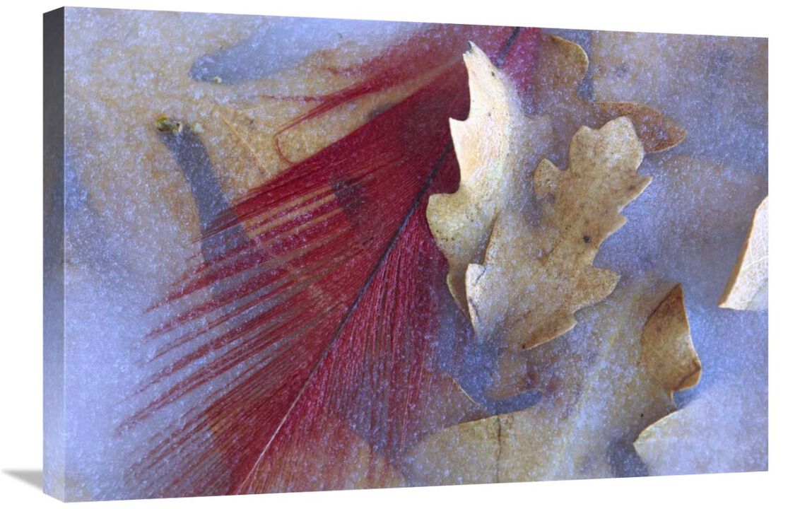 Northern Cardinal feather and Oak leaves frozen in ice, Arizona-Canvas Art-30x20
