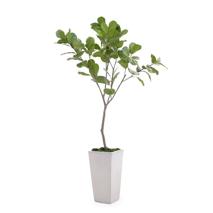 Tarro Fig Tree