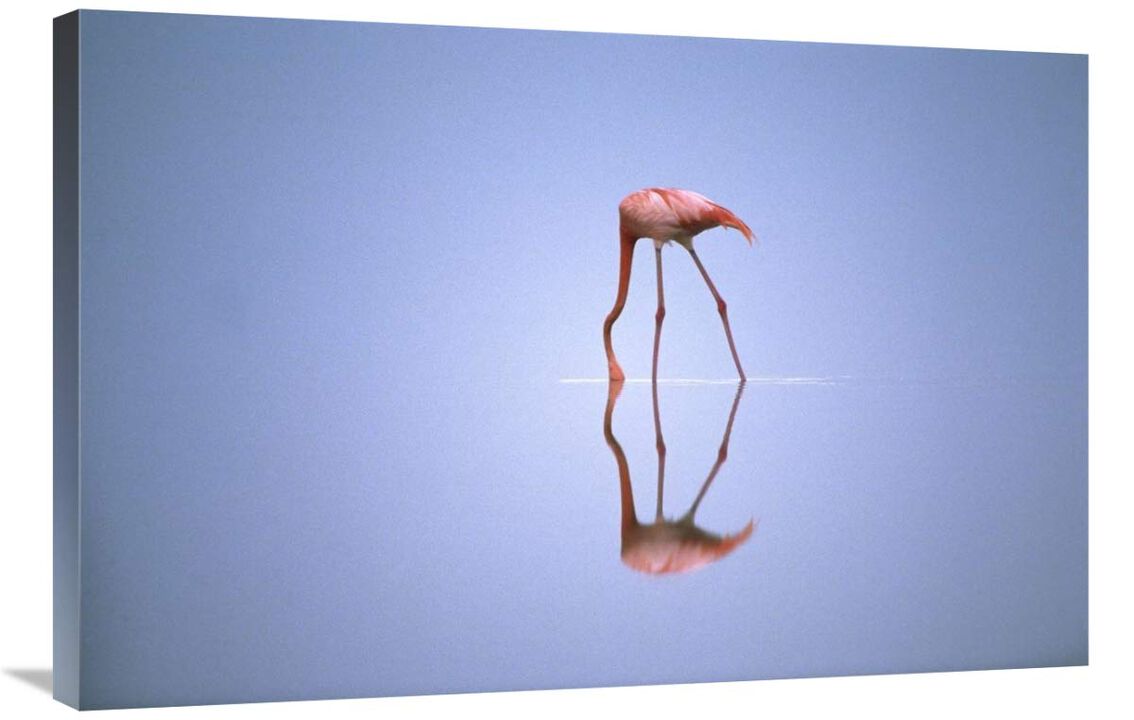 Greater Flamingo feeding, Africa-Canvas Art-36x24