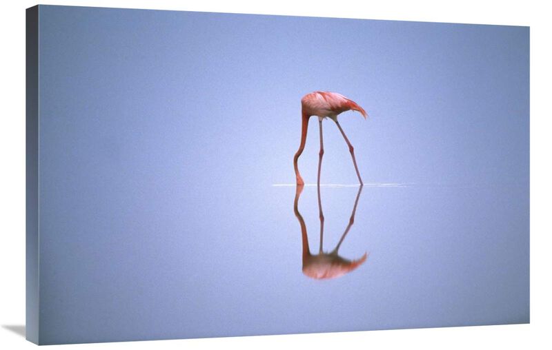 Greater Flamingo feeding, Africa-Canvas Art-36x24