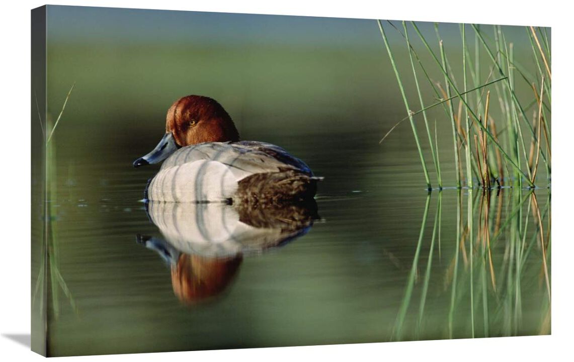 Redhead Duck male with reflection near reeds, Washington-Canvas Art-30x20