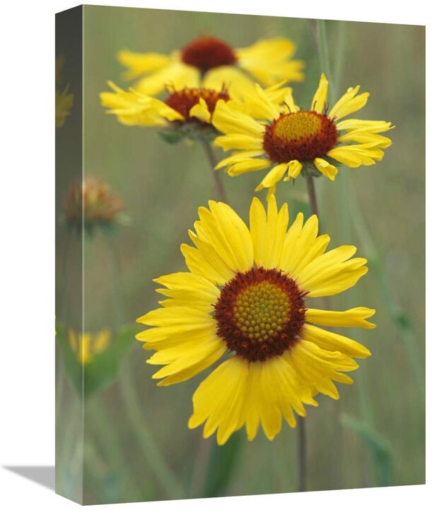 Blanketflower close up showing dense pistils in center, North America-Canvas Art-12x16