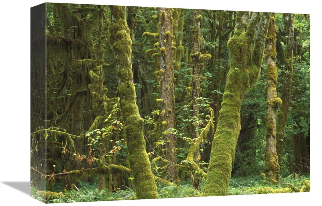 Maple glade, Quinault Temperate Rainforest, Olympic NP, Washington-Canvas Art-16x12