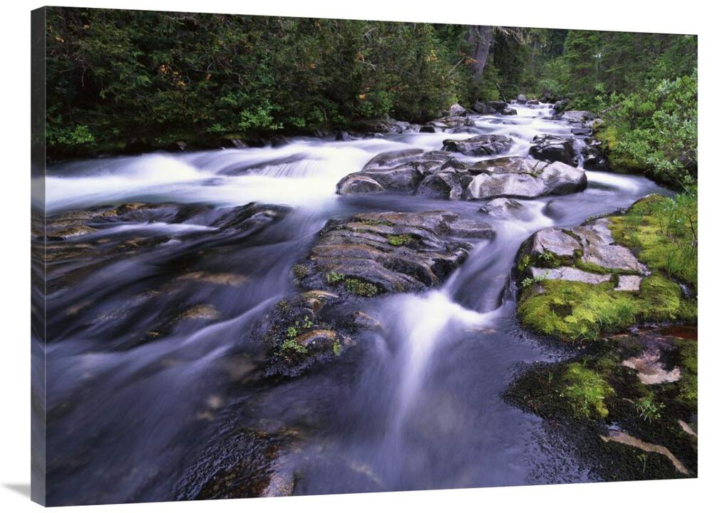 Paradise River, Mt Rainier National Park, Washington-Canvas Art-40x30