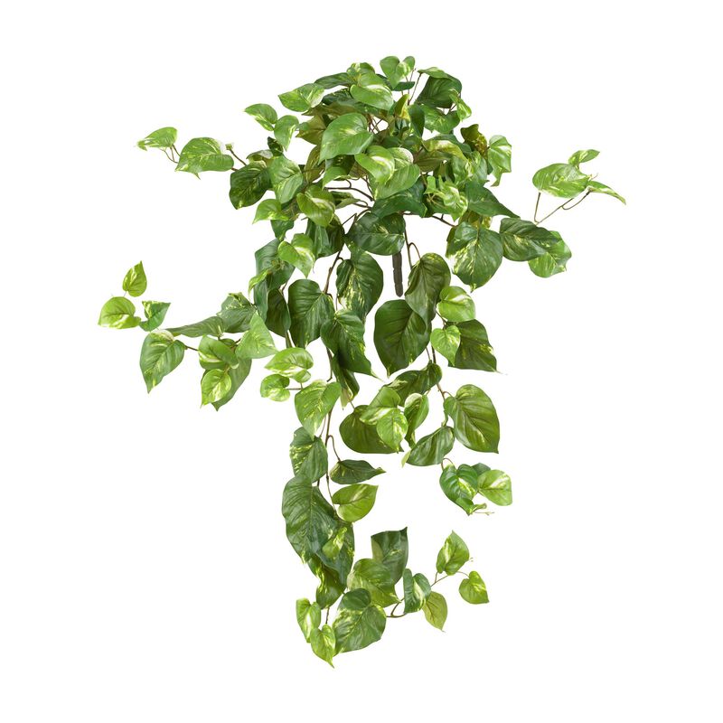 Hivvago Pothos Hanging Bush (Set of 3)