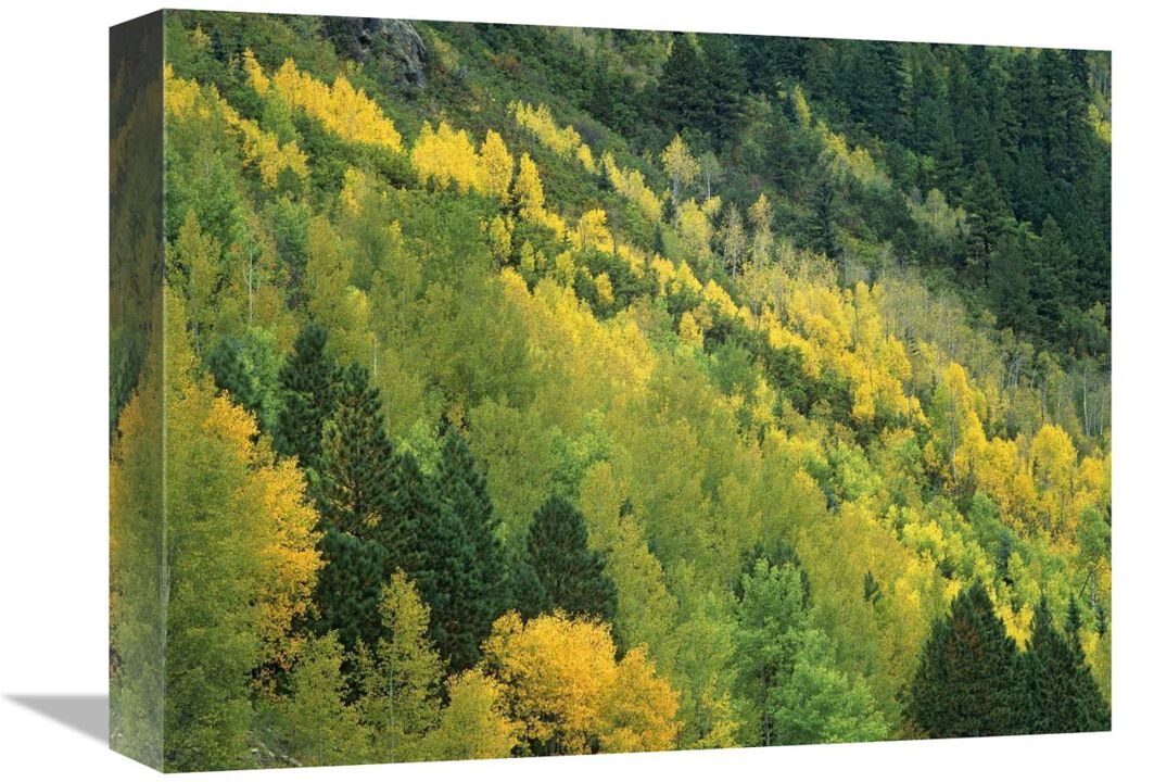 Aspen grove in fall colors, Gunnison National Forest, Colorado-Canvas Art-16x12