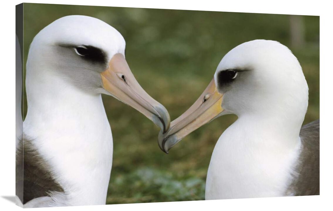 Laysan Albatross pair bonding, Midway Atoll, Hawaii-Canvas Art-36x24