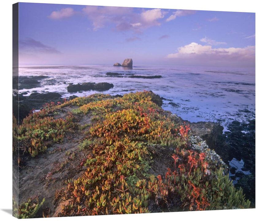 Iceplant covering coastal rocks, Point Piedras Blancas, California-Canvas Art-36x31.68