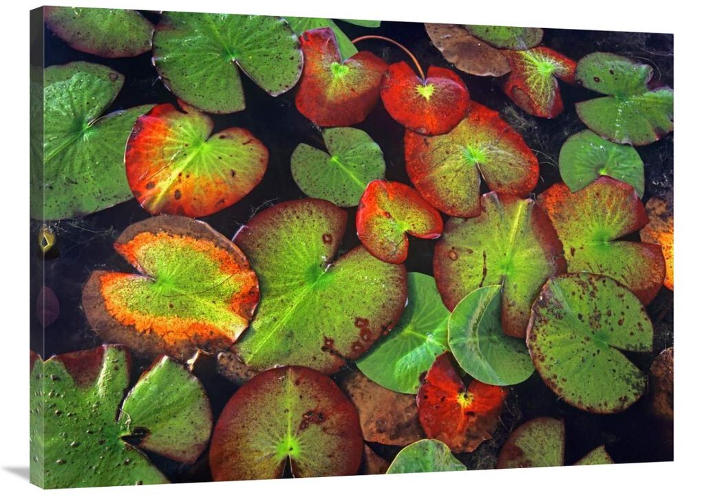 Yellow Pond Lily close up of pads, North America-Canvas Art-40x30