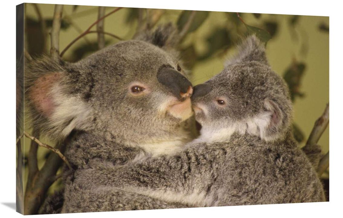 Koala mother with joey, eastern temperate Australia-Canvas Art-36x24