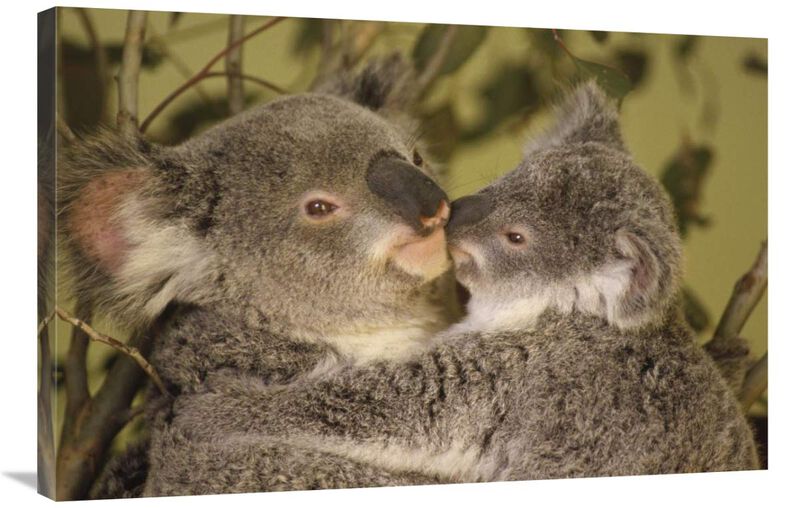Koala mother with joey, eastern temperate Australia-Canvas Art-36x24