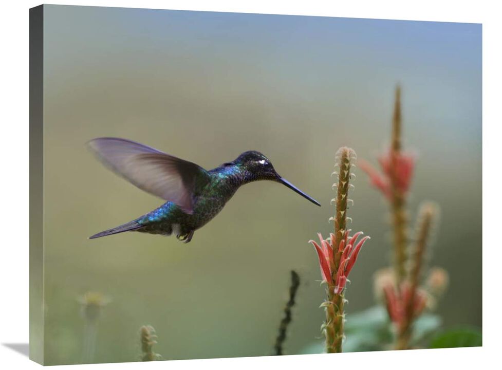 Magnificent Hummingbird male foraging, Costa Rica-Canvas Art-28x22