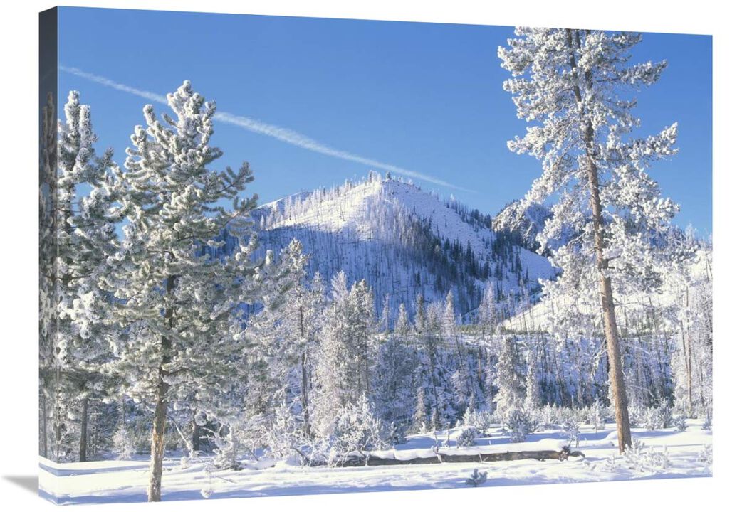 Pine trees covered with snow in winter, Yellowstone National Park, Wyoming-Canvas Art-32x24