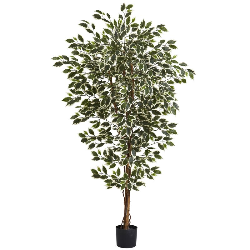 Hivvago 6 Feet Hawaiian Ficus Tree x 3 w/1008 Lvs