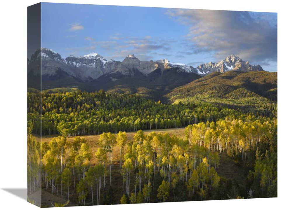 Quaking Aspen forest and Mount Sneffels, San Juan Mountains, Colorado-Canvas Art-16x13.28