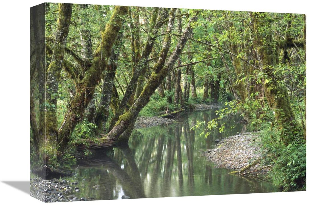 Red Alder trees with moss, Hoh Rainforest, Olympic NP, Washington-Canvas Art-16x12