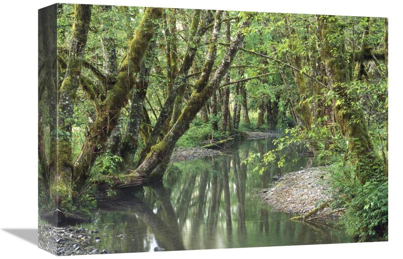 Red Alder trees with moss, Hoh Rainforest, Olympic NP, Washington-Canvas Art-16x12