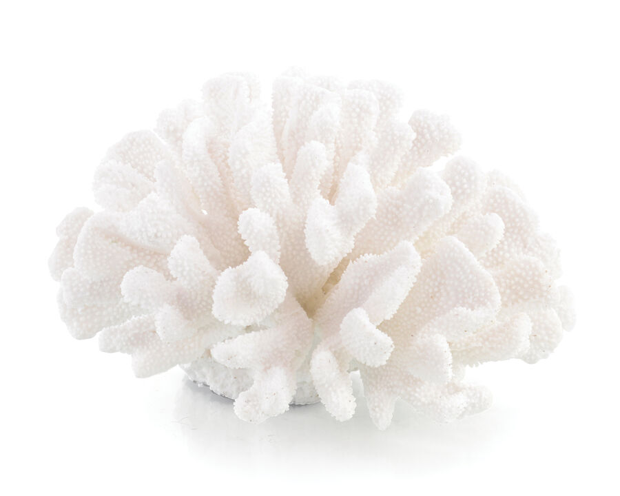 Maldives Coral