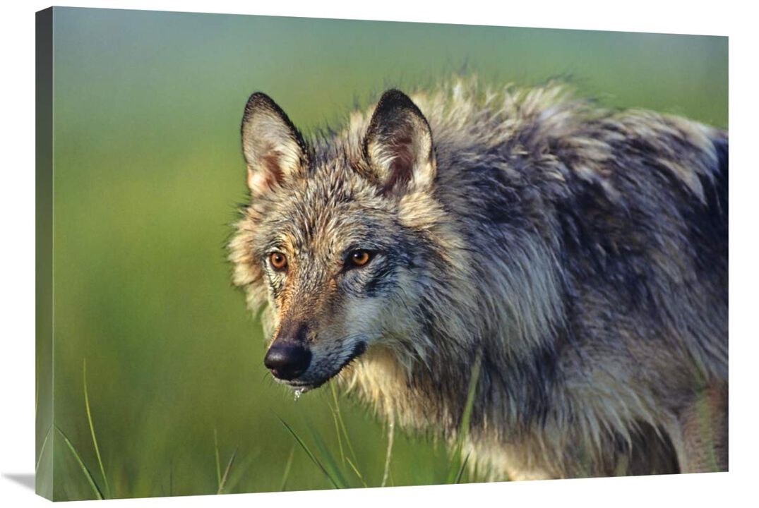Gray Wolf, native to North America-Canvas Art-36x25.2