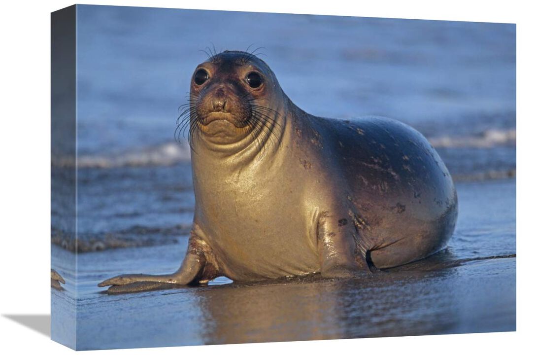 Northern Elephant Seal female laying on beach, California coast-Canvas Art-16x12
