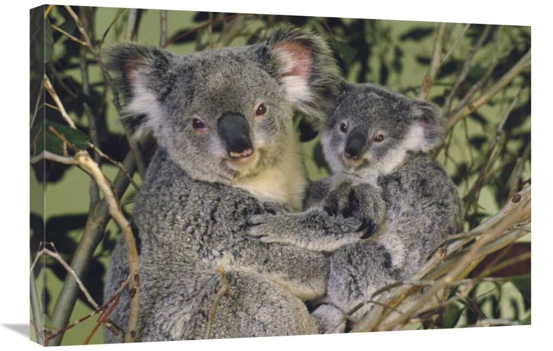 Koala mother with joey, eastern temperate Australia-Canvas Art-30x20