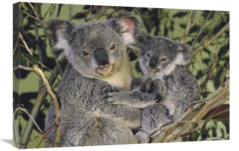 Koala mother with joey, eastern temperate Australia-Canvas Art-30x20