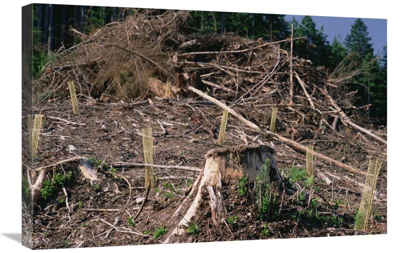 Replant of Douglas Fir in clearcut, Suislaw National Forest, Oregon-Canvas Art-30x20