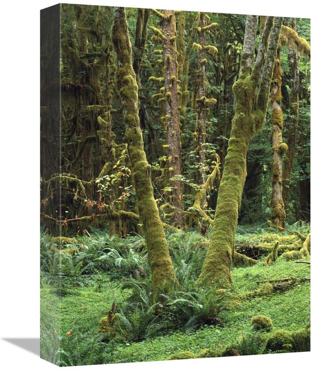 Maple glade, Quinault Rain Forest, Olympic NP, Washington-Canvas Art-12x16